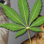 Can I smoke around my pet