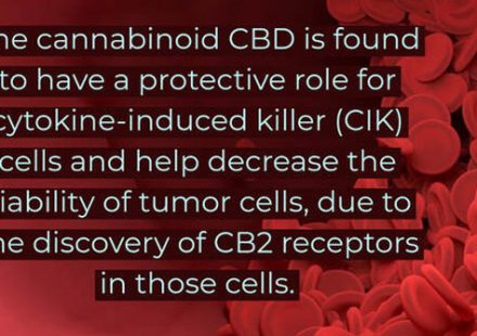 Cannabidiol may enhance the effectiveness of immunotherapy in multiple myeloma