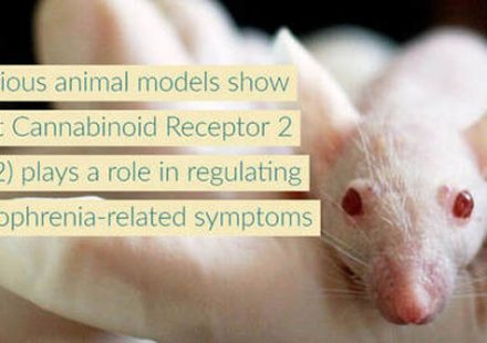 Cannabinoid receptor type 2 as a promising new target for schizophrenia drugs