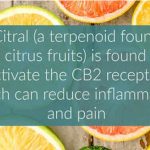 Citral a natural activator of the cannabinoid receptor type 2 can help combat pain and inflammatory conditions