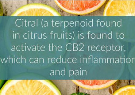 Citral a natural activator of the cannabinoid receptor type 2 can help combat pain and inflammatory conditions