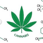 Is cannabis an antibiotic savior in antibiotic induced bacteremia