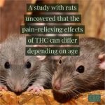 The Pain Relieving Effects of Tetrahydrocannabinol Differ Depending on Age
