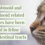 The wide distribution of cannabinoid receptors in the gastrointestinal tract suggests cannabinoids like CBD can relieve GI pain