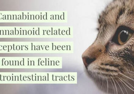 The wide distribution of cannabinoid receptors in the gastrointestinal tract suggests cannabinoids like CBD can relieve GI pain