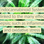 Cannabis Sativa Revisited
