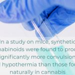 Synthetic cannabinoids cause more convulsion and hypothermia in mice than cannabis derived cannabinoids