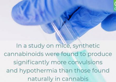 Synthetic cannabinoids cause more convulsion and hypothermia in mice than cannabis derived cannabinoids