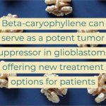 The potential application of the cannabinoid Beta caryophyllene in glioblastoma therapy