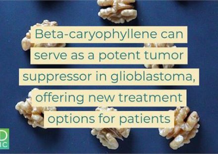 The potential application of the cannabinoid Beta caryophyllene in glioblastoma therapy
