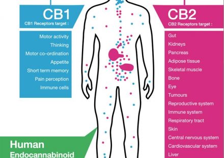 4 Ways to make cannabis part of your pre workout routine