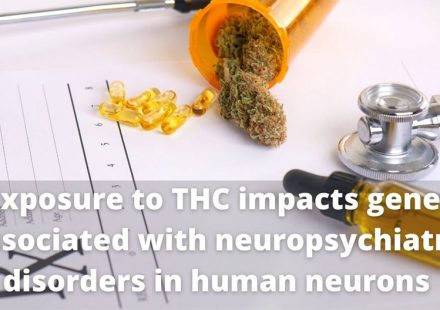 THC exposure of human iPSC neurons impacts genes associated with neuropsychiatric disorders