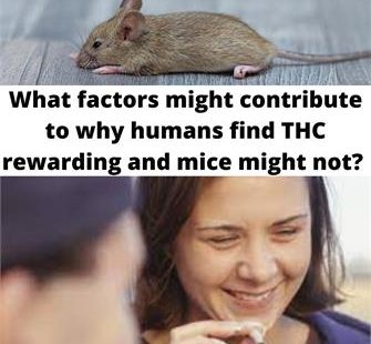 The Dose Dependence of Delta 9 THC in Place Conditioning Paradigms