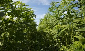 With Oklahoma’s Hemp Production ‘Way Down,’ Lawmakers Consider Benefits Of Expansion