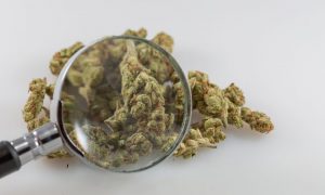 Top Federal Agency Promotes New Marijuana Research Center Amid Scientists’ Complaints About ‘Complex’ Study ‘Barriers’ Under Prohibition