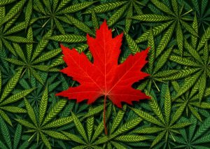 Canadian Grocery Chain in Fifth Year of Lobbying for Expansion of Marijuana Sales