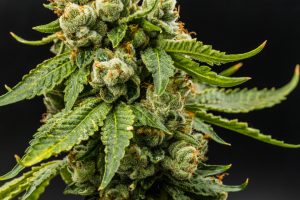 Two Navajo Tribe Members Charged for Operating Illegal Cannabis Cultivation in New Mexico