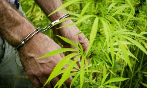 South Dakota Senate Approves Medical Marijuana ‘Guardrails’ For People On Probation And Parole