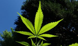 New Hampshire House Passes Marijuana Legalization Bill, Though Senate Hurdles Remain On Way To Governor’s Desk