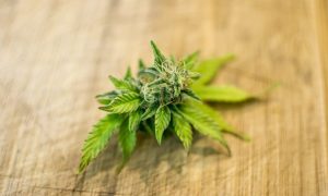 Kansas Lawmakers Reject Marijuana Legalization Amendment