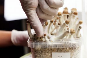 Pending Patents: Can Any Company Own Psilocybin?