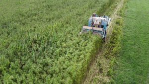 U.K. Eases Restrictions on Hemp Agriculture