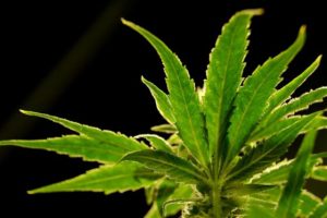 Marijuana rescheduling leaves regulators and sellers cautiously optimistic