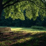bench in the wood