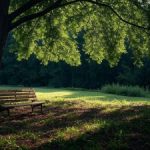 bench in the wood