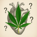 Cannabis leaf overlayed on an anatomical heart sketch with question marks