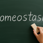 A chalkboard with the word “Homeostasis” slowly being erased by a child’s hand