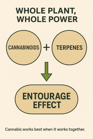7 Powerful Truths About How Cannabis Works Differently Than Traditional Medicine