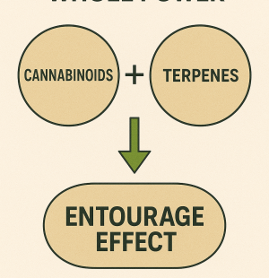 Infographic showing cannabinoids, terpenes, and entourage effect
