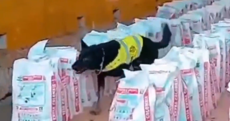 sniffer dog screenshot 2025 11 22 104929 lTUA1r