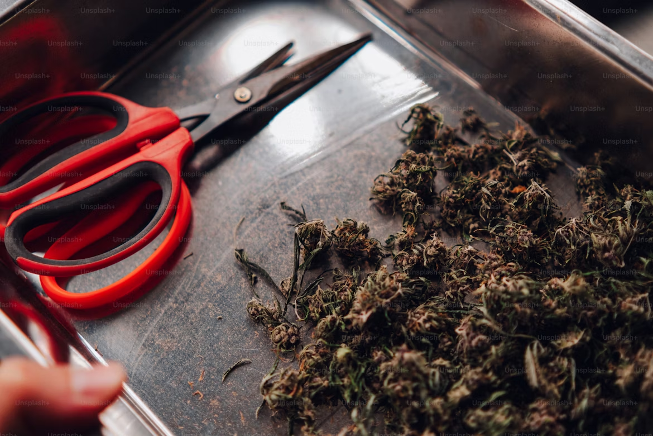 THCA Flower Lemon Cherry Gelato Strain 3 Cultivation tools associated with plant trimming and harvest preparation