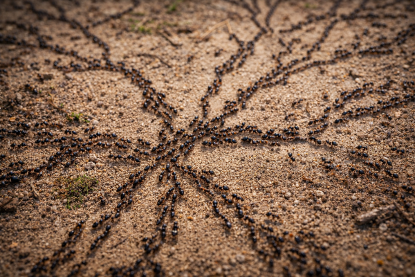 Ant colony pathways showing distributed decision-making and swarm intelligence
