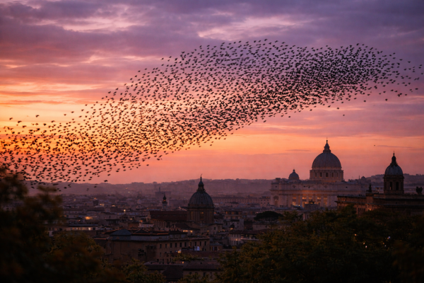 Photorealistic dusk photograph of a large murmuration of starlings sweeping across the evening sky above Rome, with thousands of birds forming a fluid pattern over the historic city skyline at sunset.
