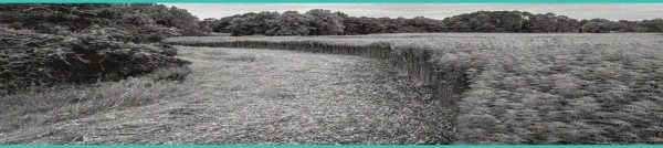 CED Clinic: Personalized Cannabis Medicine 249 2026 Farm Bill Removes 0.3% Delta-9 THC Threshold, Inserts Total THC Standard