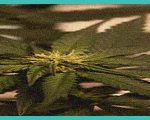 arizona senators approve measures to criminalize 1 5