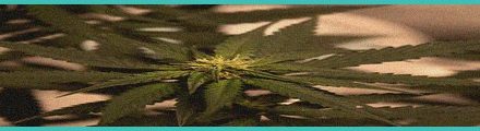 arizona senators approve measures to criminalize 1 5