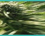 artelo biosciences inc sec 10 k report trading