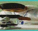 b cannabis b hyperemesis syndrome cases surge i