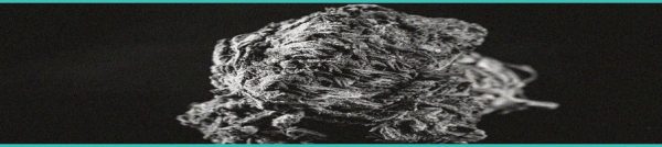 CED Clinic: Personalized Cannabis Medicine 242 Cannabis Industry Wage Crisis: Minimum Wage Catching Up to Once-Premium Jobs