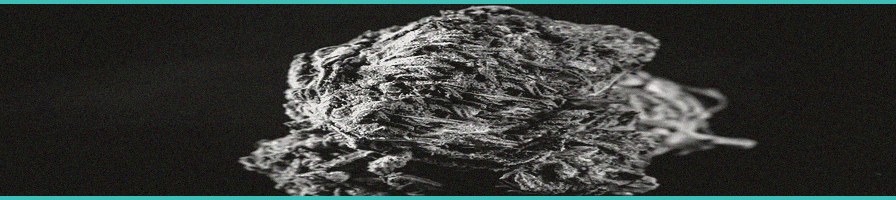 cannabis industry wage crisis minimum wage catchi 1