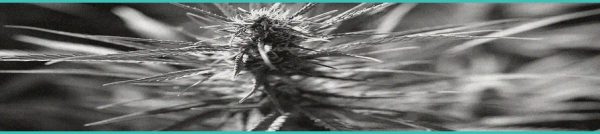 CED Clinic: Personalized Cannabis Medicine 253 HEMP Act Industry Reactions: ‘No One Will Grow a Crop That Might Be Illegal in November’