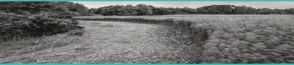 CED Clinic: Personalized Cannabis Medicine 259 Hemp Beverage Companies Face Existential Threat Under 0.4mg THC Container Limit