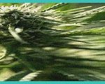 hemp beverage companies face existential threat un 8