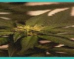 hemp products had illegal b thc b amounts mold