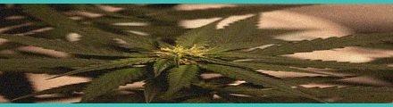 hemp products had illegal b thc b amounts mold