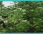 indiana hemp drug ban early voting restrictions d